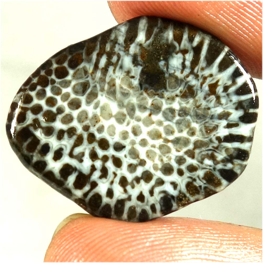 100% Natural Black Coral Slice Fancy Cabochon Gemstones 11.65Cts. 21X ...